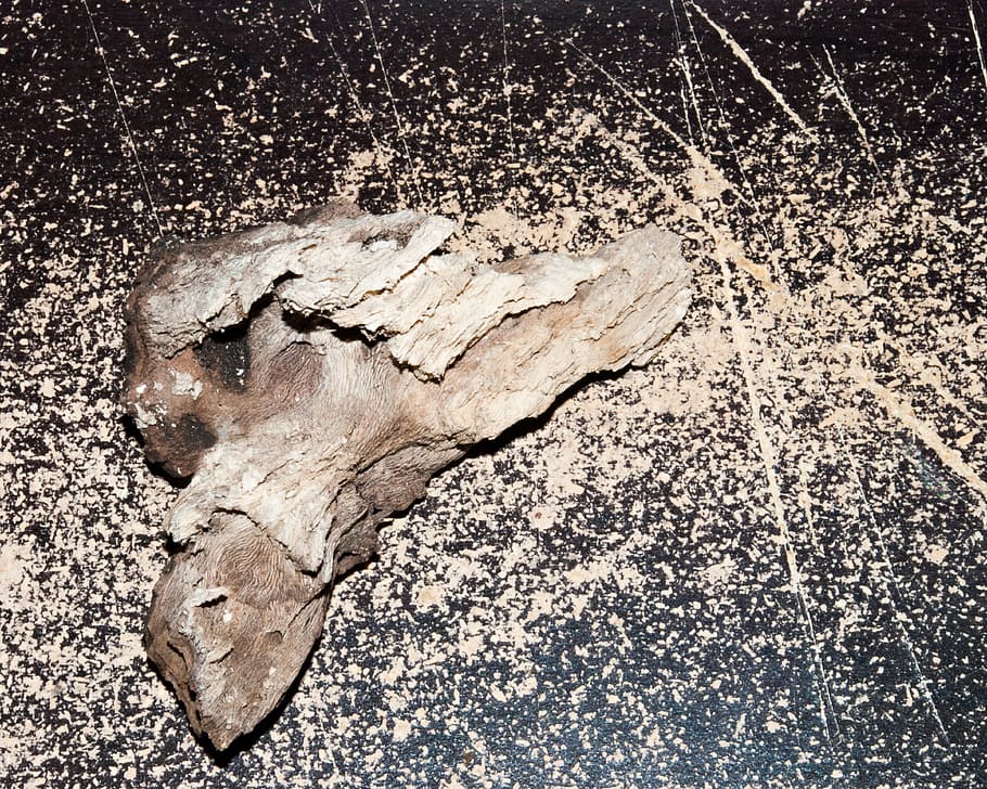 bark, rot, heart, wood - material, no people, bone, close-up HD wallpaper