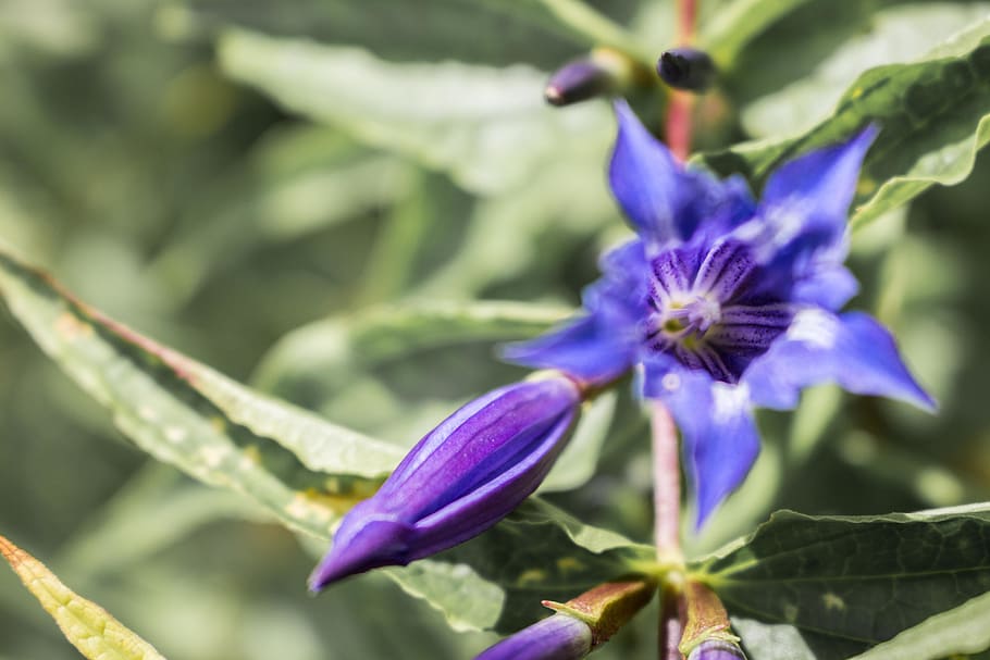 austria, schöckl, flowering plant, freshness, purple, fragility HD wallpaper