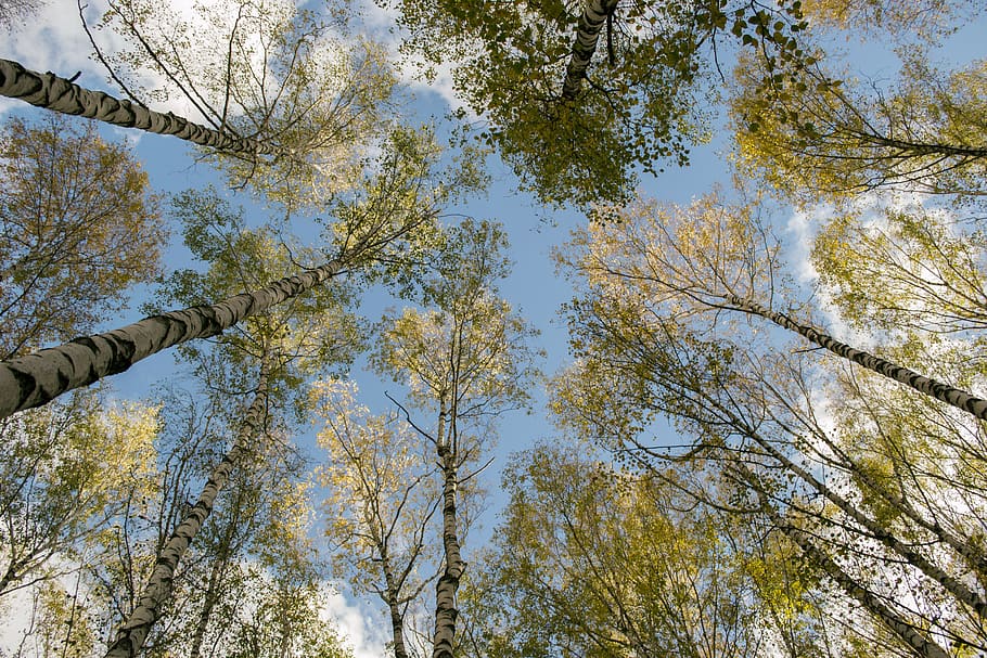 green trees, plant, low angle view, sky, day, beauty in nature HD wallpaper