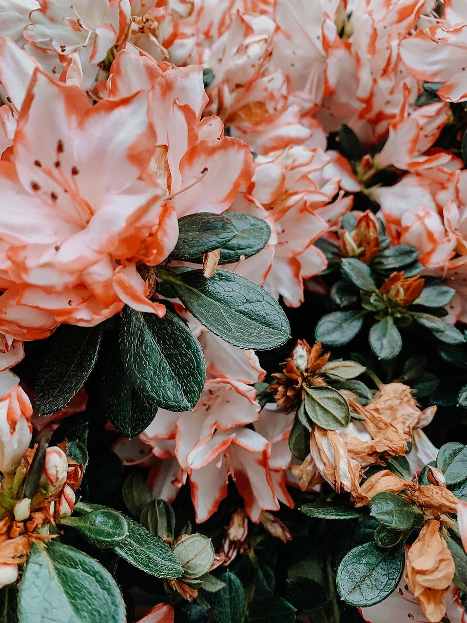 pink flowers in bloom, plant, geranium, blossom, petal, flower arrangement HD wallpaper