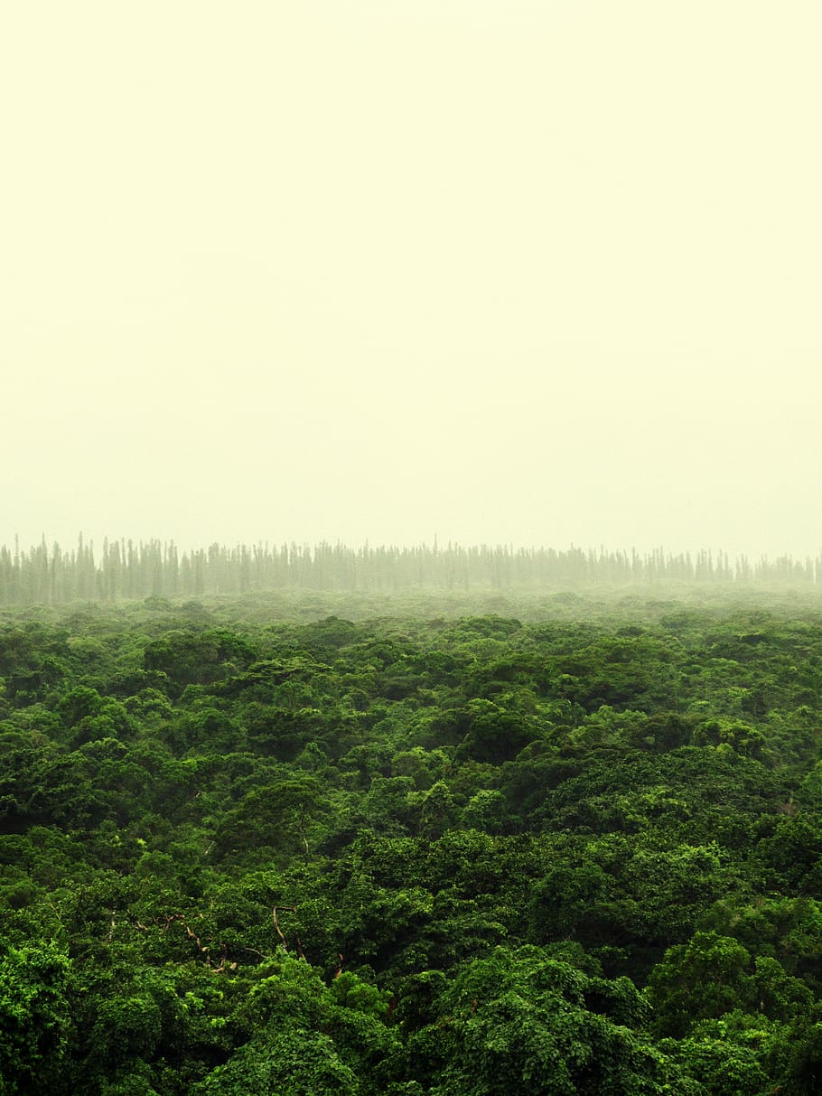 new caledonia, isle of pines, fog, trees, nature, south pacific, HD wallpaper