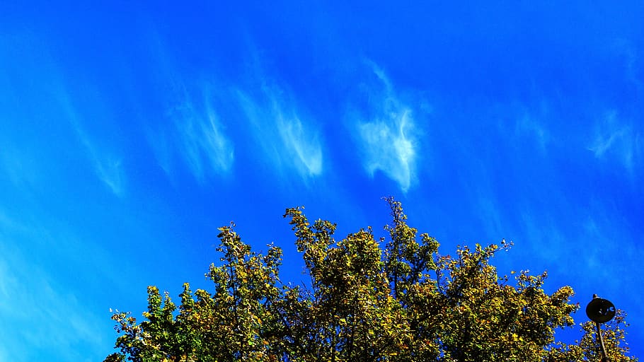 sky, plant, blue, tree, cloud - sky, beauty in nature, no people HD wallpaper
