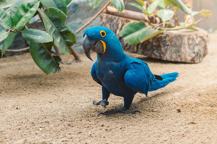 germany, berlin, zoo, parrot, blue macaw, Anodorhynchus, bird HD wallpaper