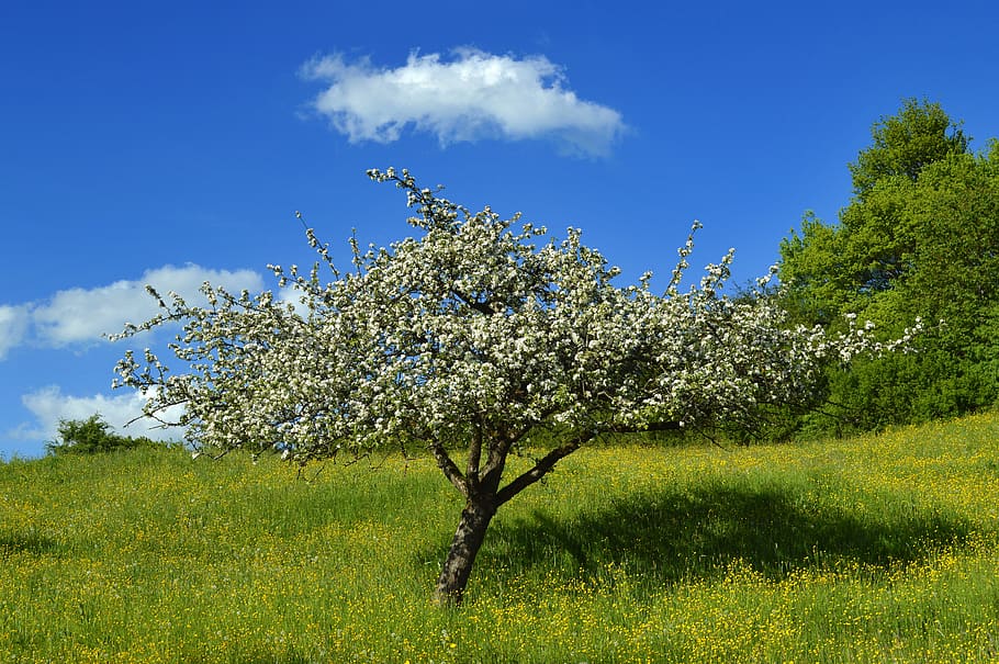 tree, meadow, spring, landscape, nature, grass, rural, summer HD wallpaper