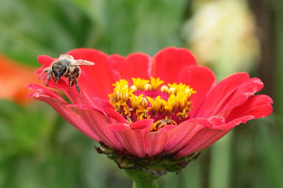 pollen, pollinating, pollination, bee, animal, insect, fly HD wallpaper