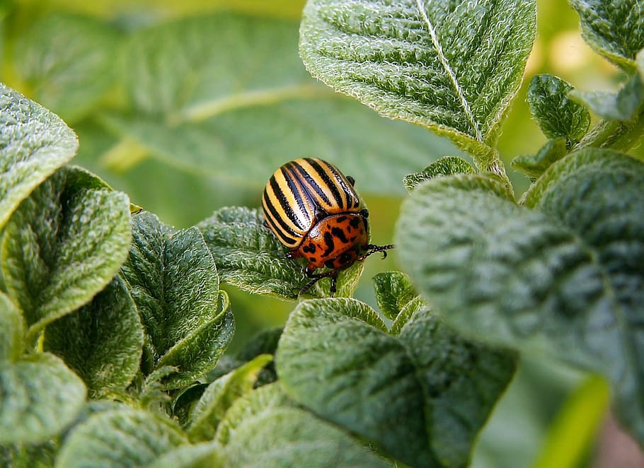 Orange and Yellow Bug on Leaf, beetle, colorado potato beetle HD wallpaper