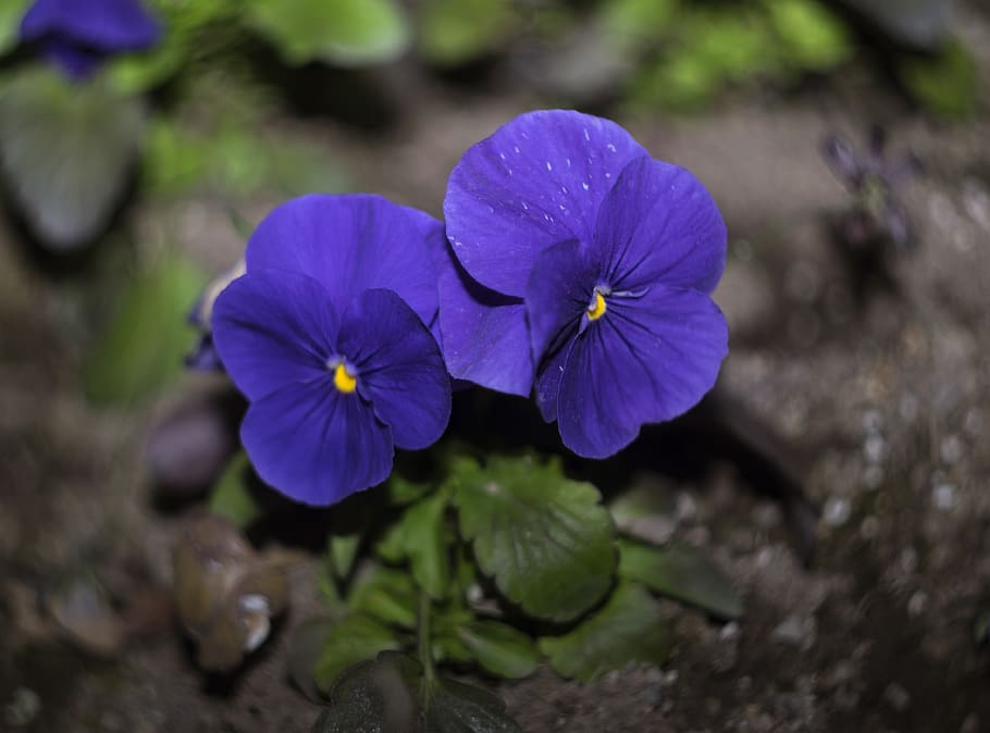 flowers, helios 44, swirly bokeh, purple pansy, flowering plant, HD wallpaper