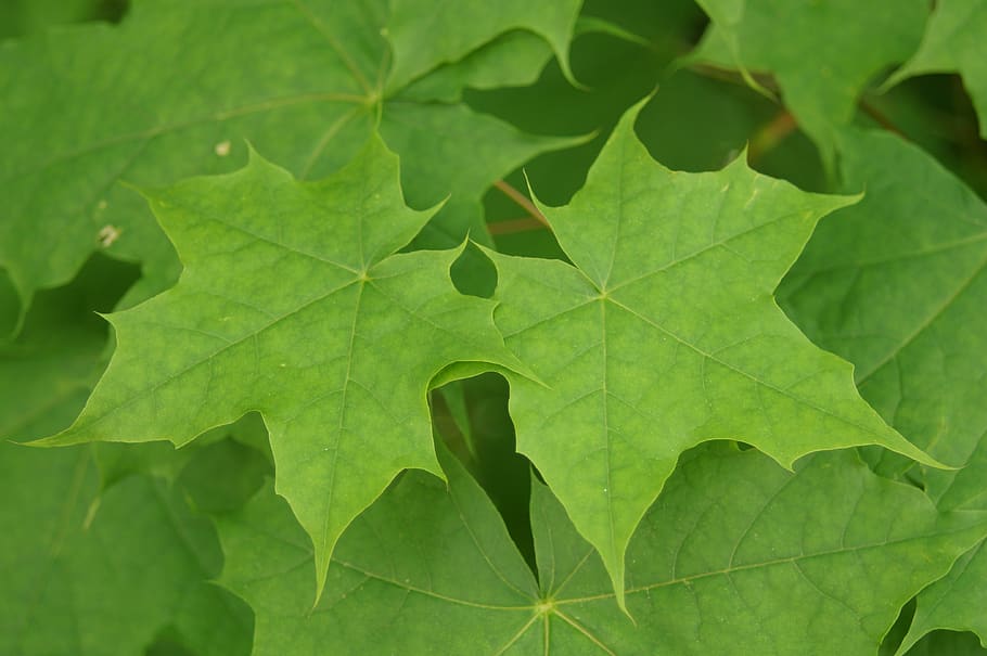 leaf, green, maple, plant part, green color, growth, close-up HD wallpaper
