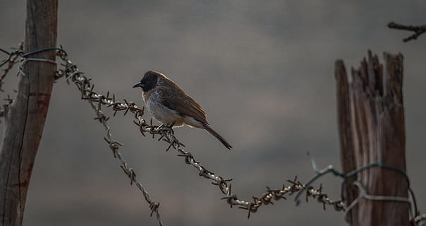brown bird standing on barbwire, animal, sparrow, finch, djibouti HD wallpaper