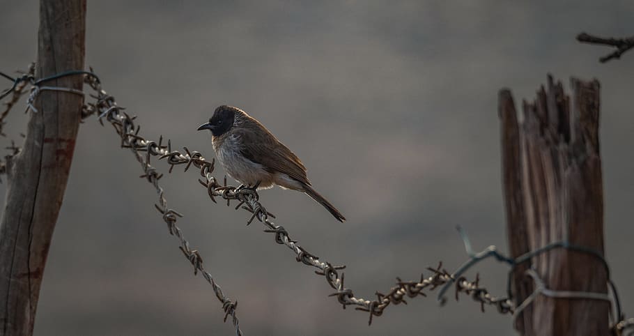 brown bird standing on barbwire, animal, sparrow, finch, djibouti HD wallpaper