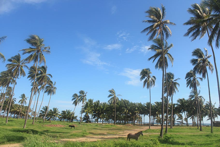 horse, blue, sky, palm tree, beach, plant, tropical climate HD wallpaper