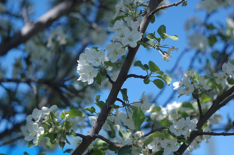 apple, tree, sky, spring, nature, fresh, flower, garden, plant HD wallpaper