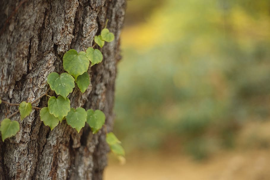 nature, vines, tree, trees, fall, autumn, focus on foreground HD wallpaper
