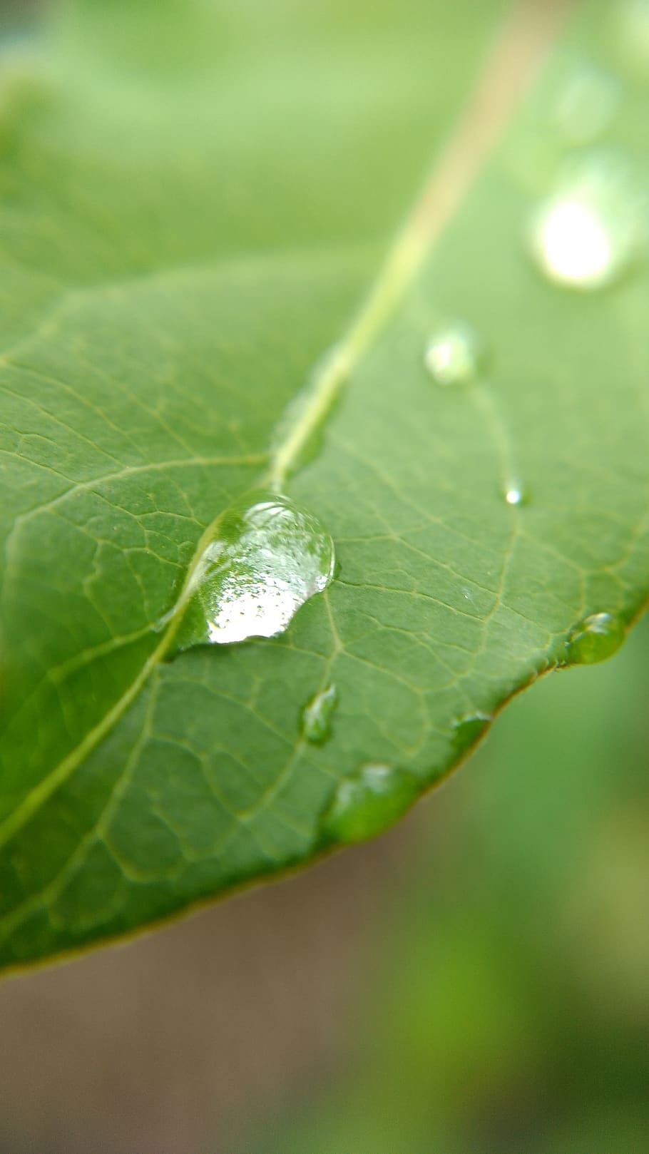 leaf, drop, rain, water, wet, nature, raindrop, green, texture HD wallpaper