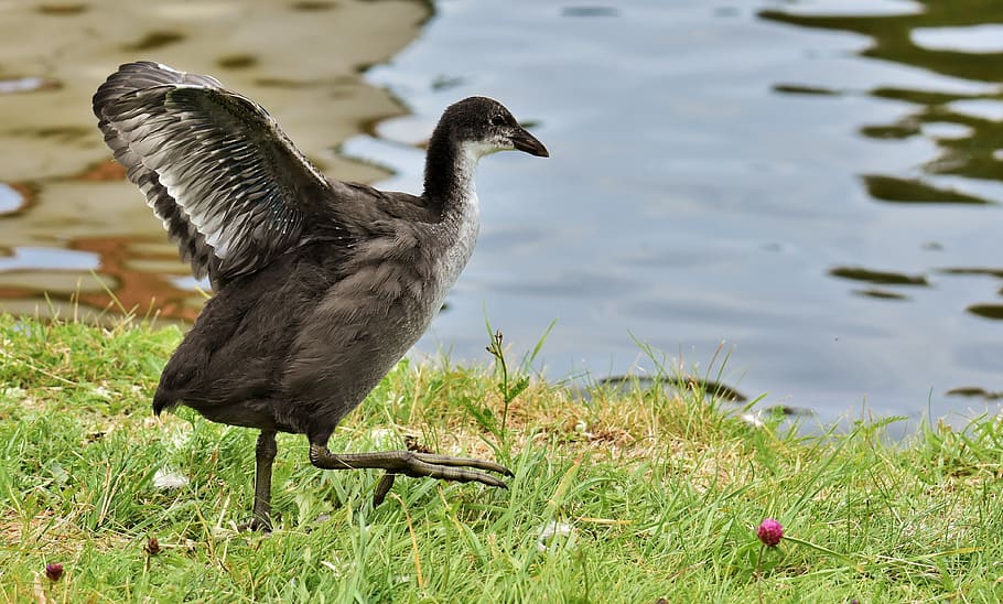 coot, chicks, wing, waters, nature, waterfowl, young, plumage HD wallpaper