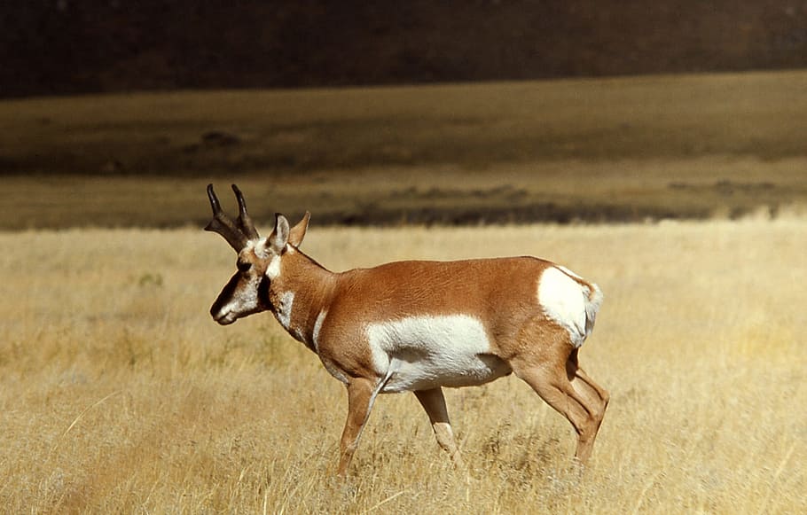 prong, pronghorn, wild, animal, nature, deer, jungle, animal themes, HD wallpaper