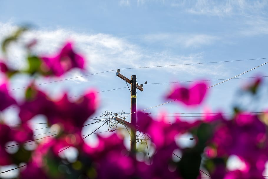 brown electric post, cosmos, light, glitter, plant, pollen, flora HD wallpaper