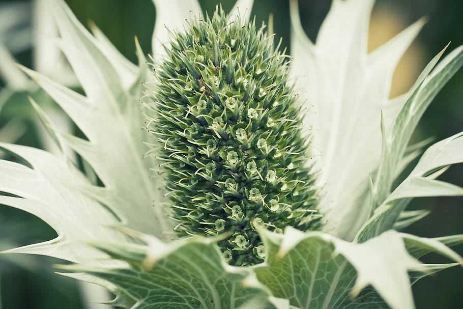 thistle, white thistle, nature, plant, flora, flower, blossom HD wallpaper