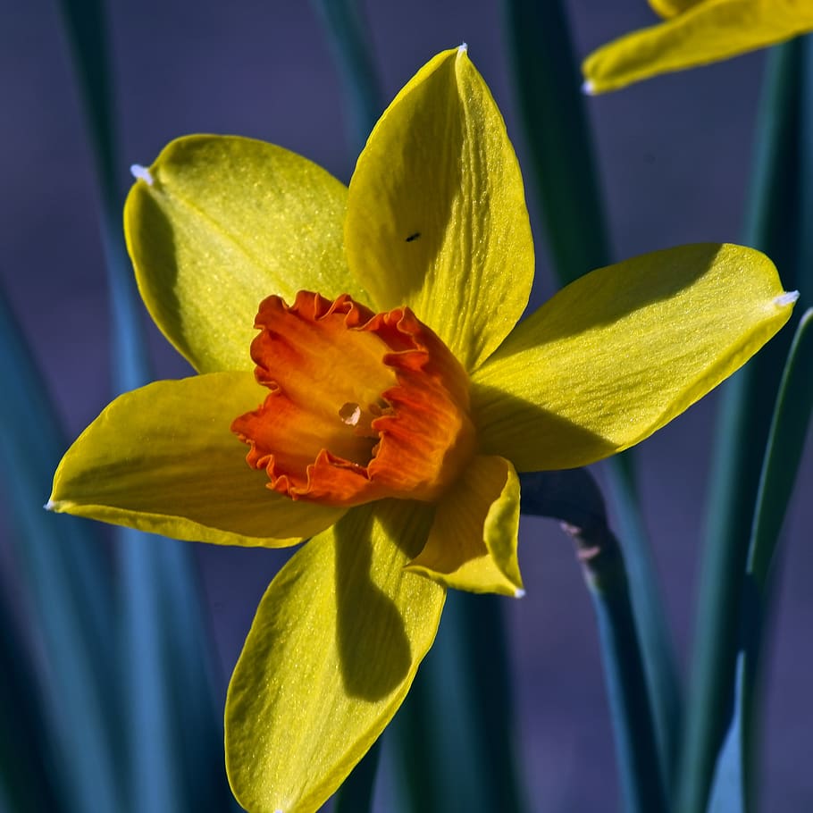 yellow and orange daffodil, garden, bloom, plant, flowers, blossom, HD wallpaper