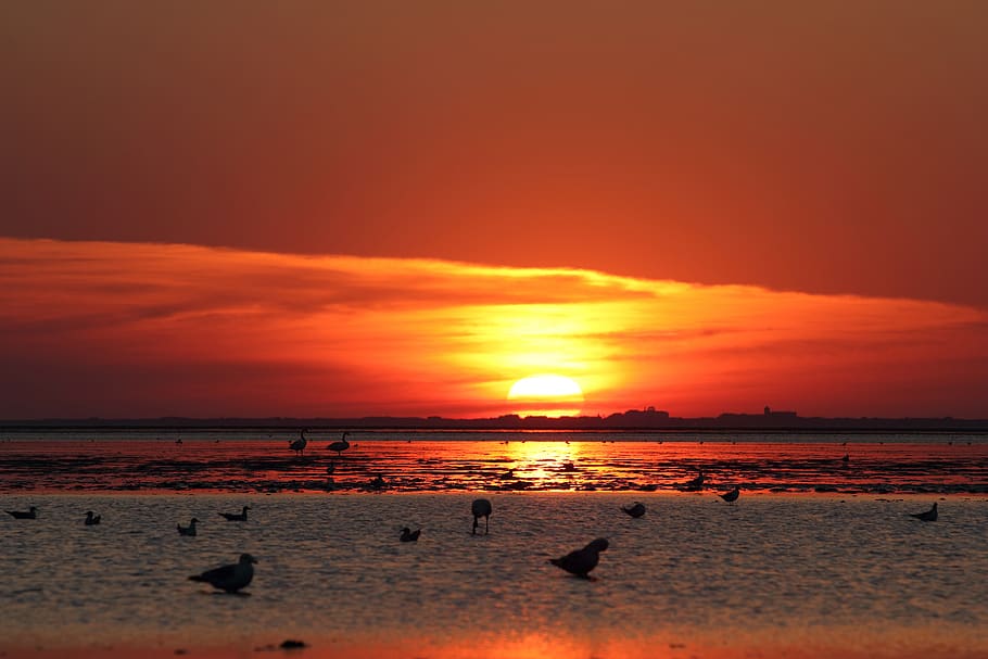 sunset, gulls, sky, water, sea, scenics - nature, beauty in nature HD wallpaper