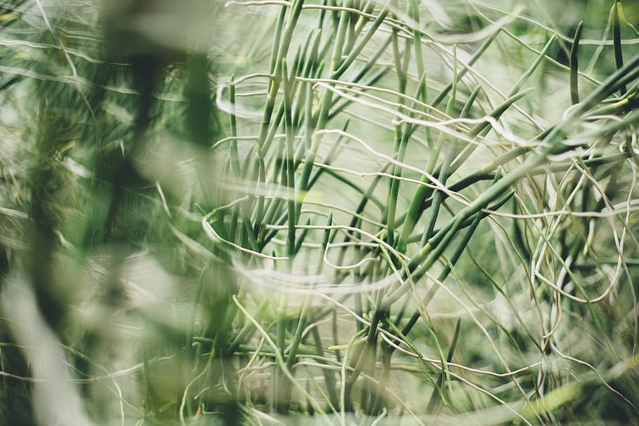 green, plant, growth, selective focus, nature, green color HD wallpaper