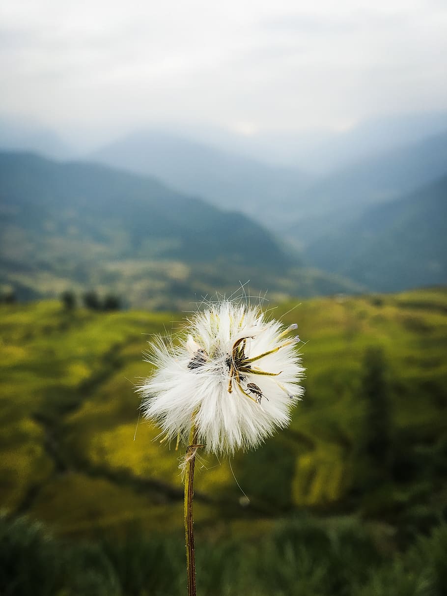 flower, beauty in nature, plant, flowering plant, mountain