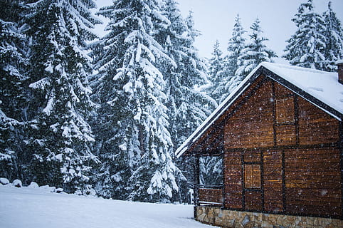 pine trees beside house covered in snow, cabin, snowstorm, winter HD wallpaper