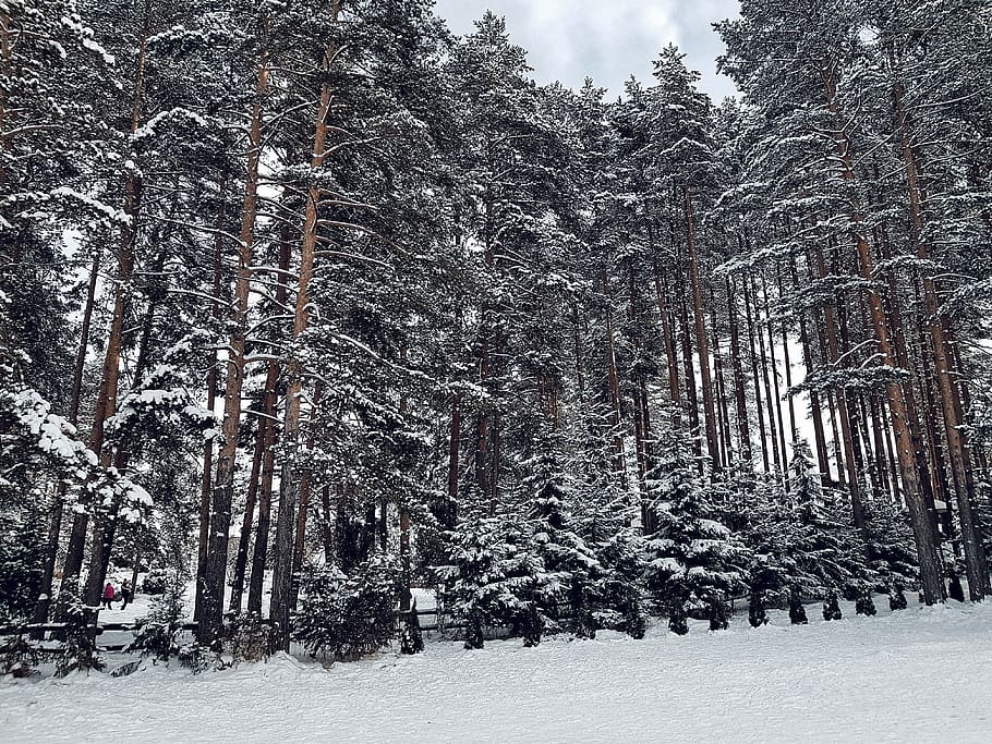 snow covered trees low angle photography, plant, abies, fir, nature HD wallpaper