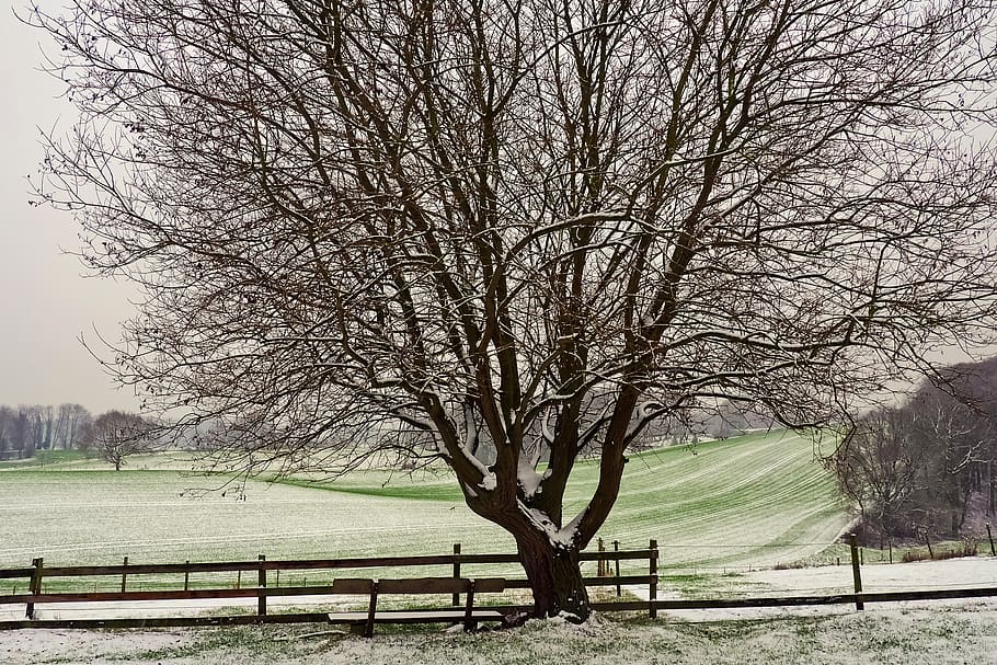 landscape, tree, nature, rest, mood, hill, scenic, bank, fence HD wallpaper