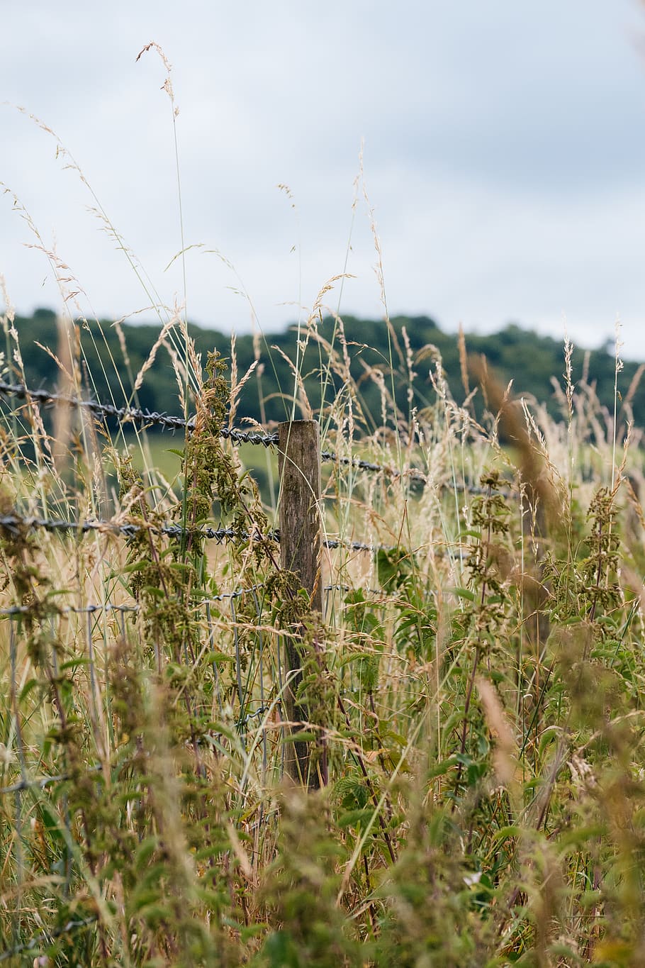 dorking, wheat, summer, fields, landscape, bokeh, fence, vsco HD wallpaper