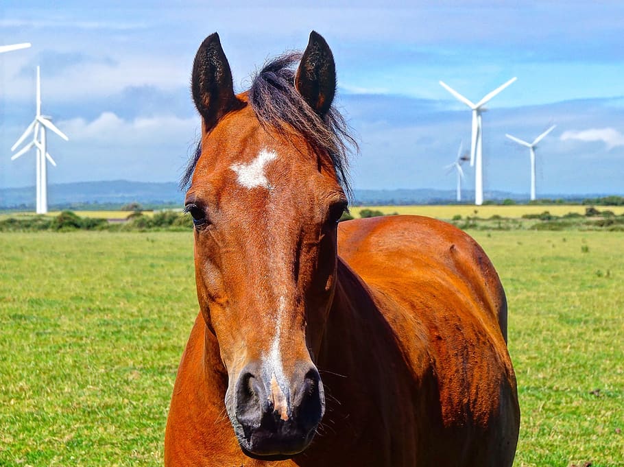 farm, meadow, graze, field, agriculture, horse, arable, windräder HD wallpaper