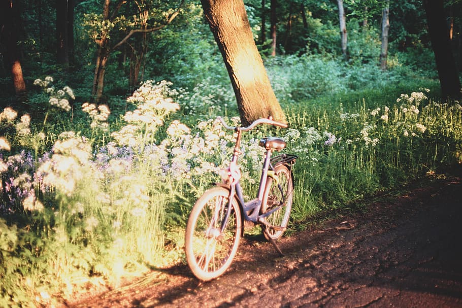 gray city cruiser bicycle, plant, land, tree, tree trunk, nature HD wallpaper