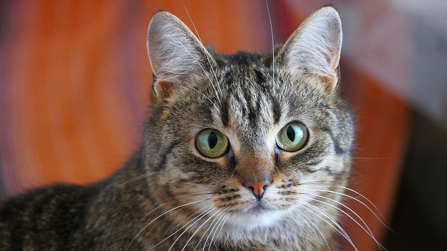 cat, tiger, kitten, animals, portrait, cats, domestic cat, pets HD wallpaper