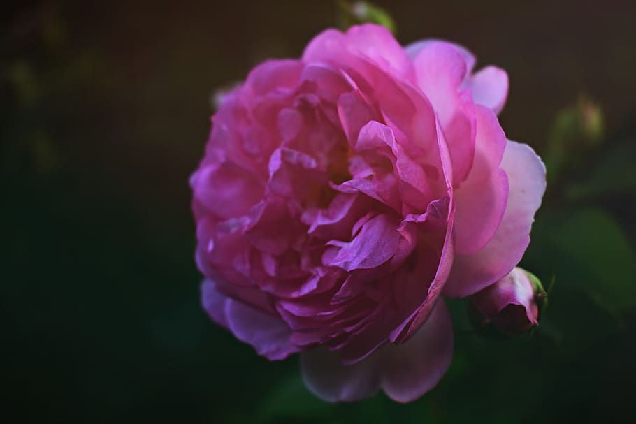 Close-up Photography of Pink English Rose Flower, bloom, blooming HD wallpaper