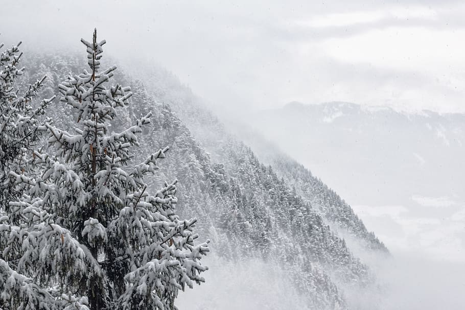 gray, landscapes, mountains, snow, trees, white, winter, cold temperature HD wallpaper