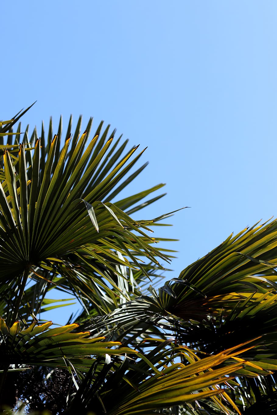 green palm tree, plant, vegetation, bush, agavaceae, summer, arecaceae HD wallpaper