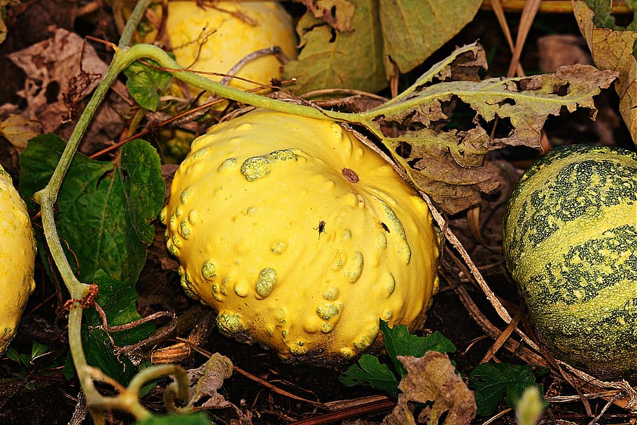 pumpkin, squash, vegetable, food, nutrition, agriculture, halloween HD wallpaper