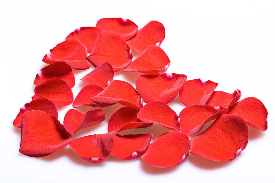 con2011, rose, petals, red, white background, cut out, food and drink HD wallpaper