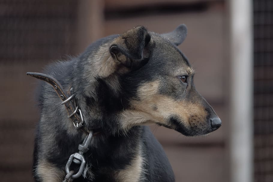 dog, chain, collar, stand by, sorrow, animals, longs, pooch HD wallpaper