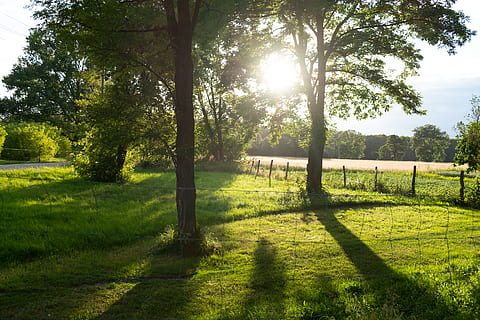 green grass, plant, flare, light, sunlight, outdoors, nature HD wallpaper