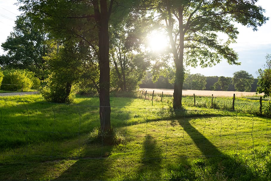 green grass, plant, flare, light, sunlight, outdoors, nature HD wallpaper