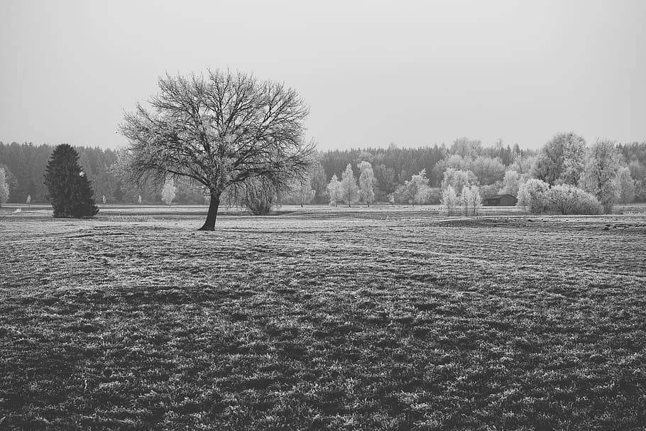 leafless tree, plant, nature, ground, outdoors, ice, frost, snow HD wallpaper