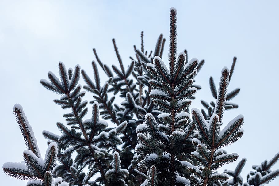 winter, cold, ice, snow, green, cover, cold temperature, plant HD wallpaper
