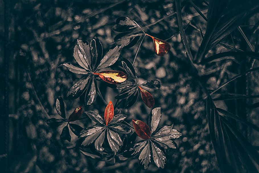 art, forest, character, naturelovers, photographe, plant, leaf HD wallpaper