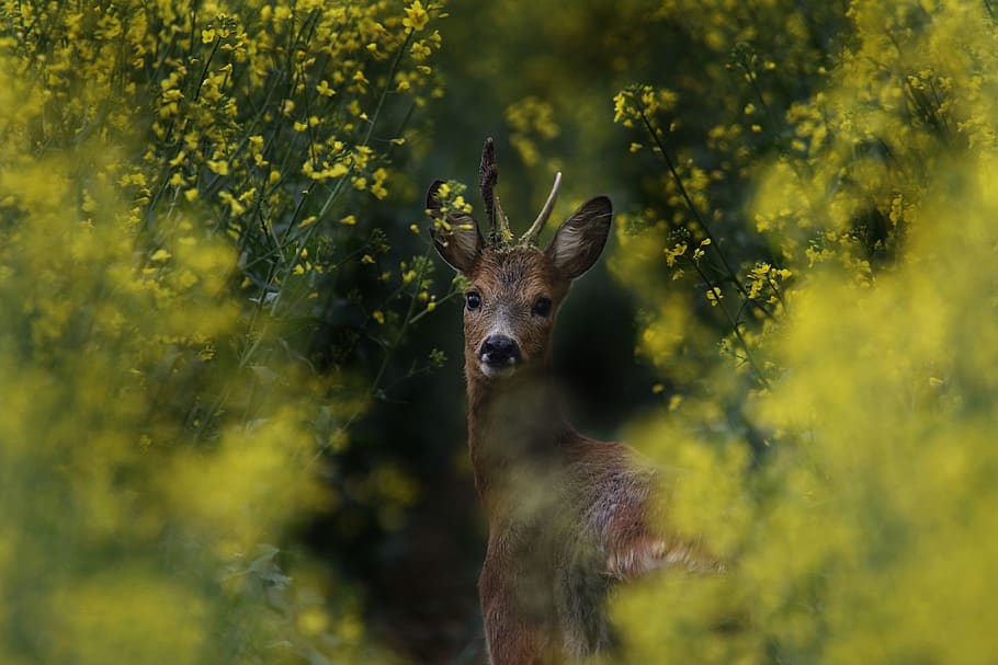 Brown Deer Between Flowers, animal, animal photography, antelope HD wallpaper