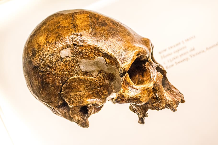 skull, head, skeleton, death, dead, halloween, weird, creepy HD wallpaper