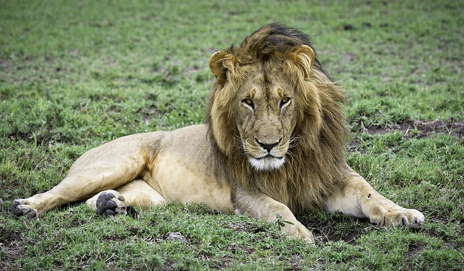 Lion On Grass Lawn, animal, animal photography, carnivore, feline, HD wallp...