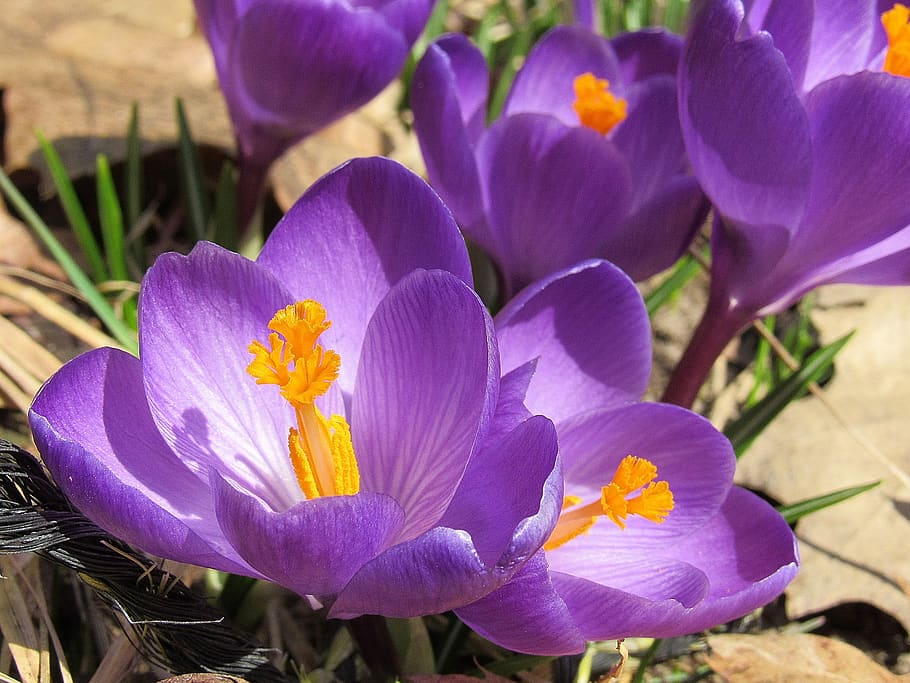 crocus, flowers, bloom, purple, spring, blossom, wild, springtime HD wallpaper