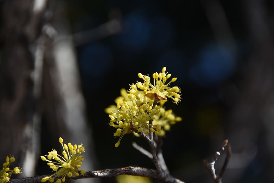 spring, flowers, yellow, cornus flower, affix, flowering plant HD wallpaper