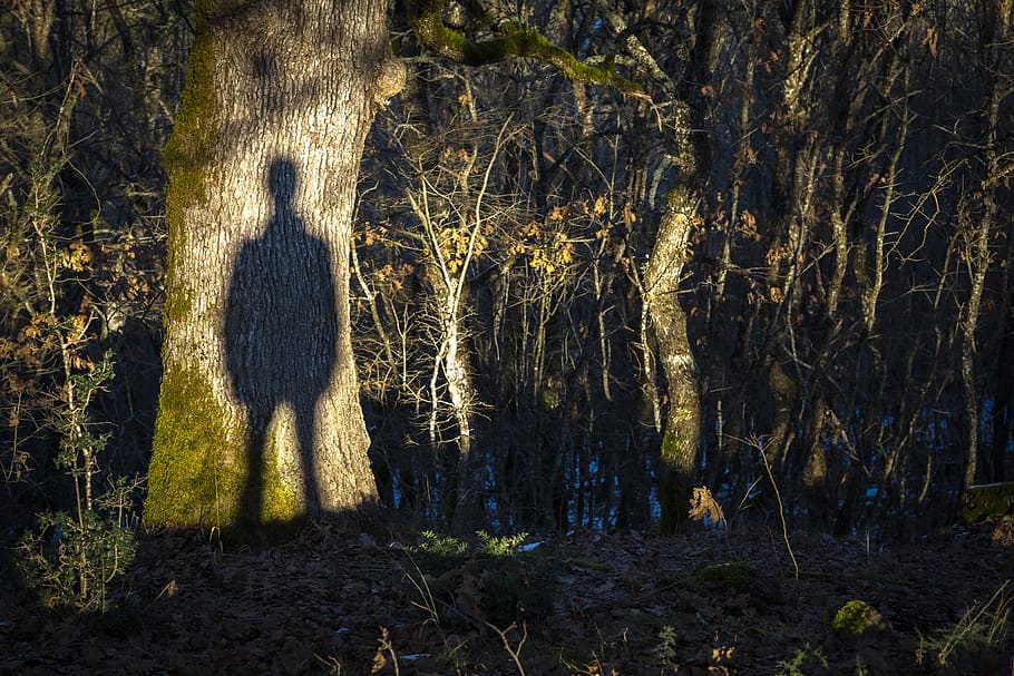 shadow, silhouette, ghost, forest, twilight, nature, landscape, HD wallpaper